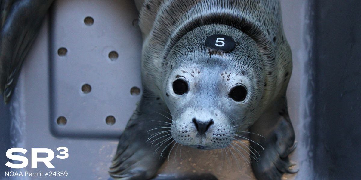 A harbor seal at the SeaLife Rescue Center. Image courtesy of SeaLife Response Rehab Research, taken under NOAA permit \#24359 and USFWS \#0009803-0.