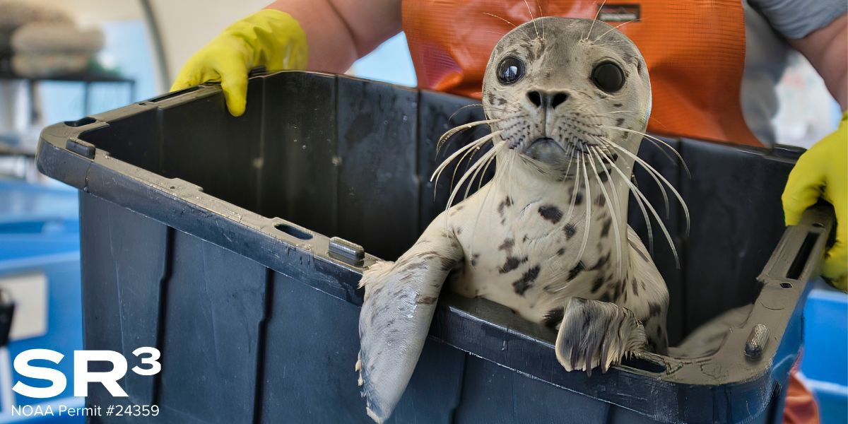 A harbor seal pup receiving care at the SeaLife Rescue Center. Image courtesy of SeaLife Response Rehab Research, taken under NOAA permit \#24359 and USFWS \#0009803-0.