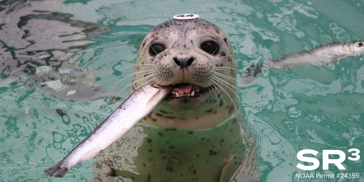 Baslisk the harbor seal eats lunch in the large pool at the SeaLife Rescue Center. Image courtesy of SeaLife Response Rehab Research, taken under NOAA permit \#24359 and USFWS \#0009803-0.