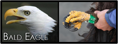 Portrait of a bald eagle and a leg band