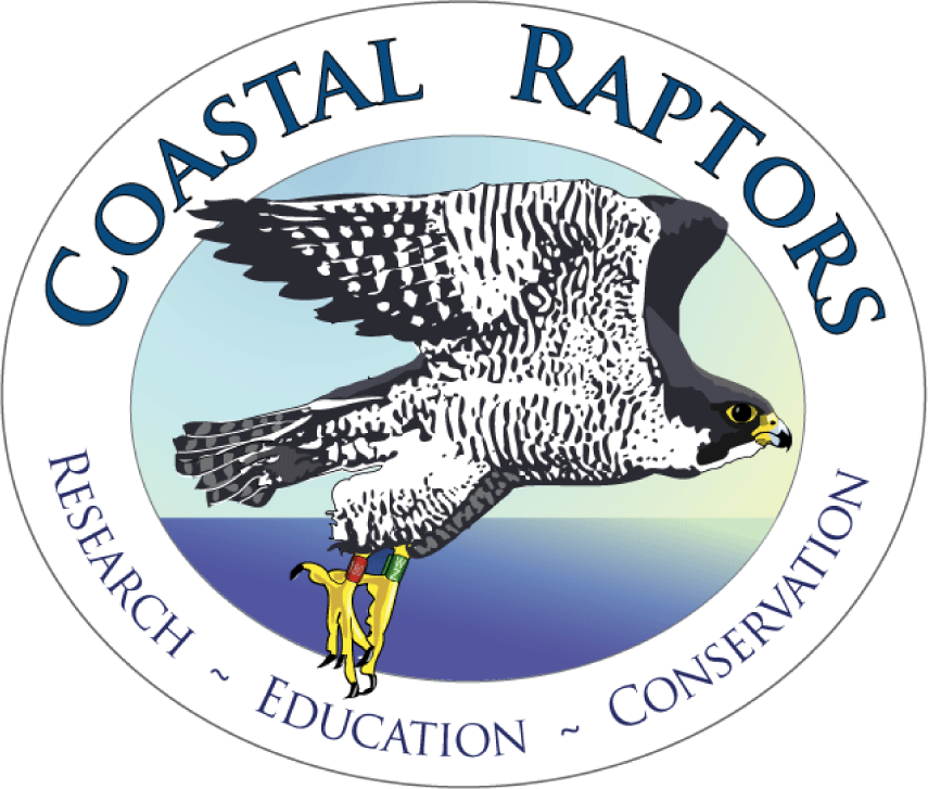 Coastal Raptors logo
