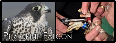 Portrait of a peregrine falcon and a leg band