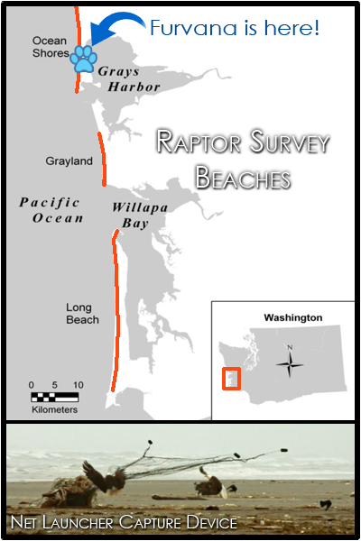 Outline map showing the Washington beaches where Coastal Raptors conducts surveys