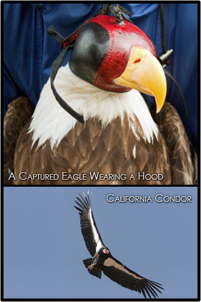 A bald eagle wearing a hood, which helps keep it calm, and a flying condor