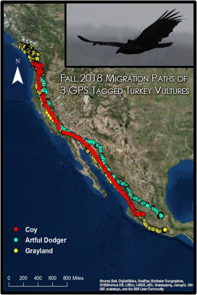 Satellite map with annotation of the migratory path of three GPS-tagged turkey vultures in 2018